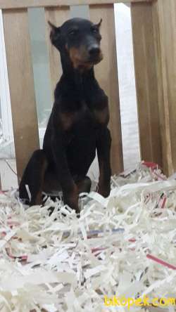 King DOBERMAN  YAVRULARI 4