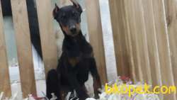 King DOBERMAN  YAVRULARI 1