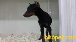 King DOBERMAN  YAVRULARI 3