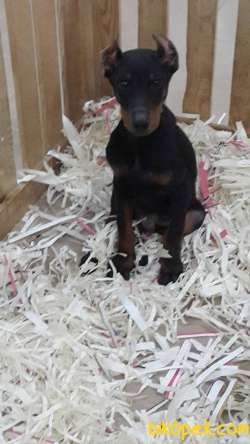 King DOBERMAN  YAVRULARI 5