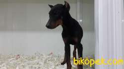 King DOBERMAN  YAVRULARI 2
