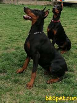 KİNG DOBERMAN  YAVRULARI 2