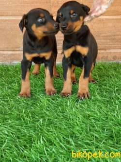 KING DOBERMAN  YAVRULARI 4