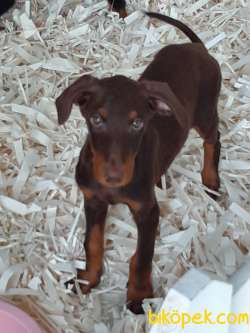 SECERELİ KİNG DOBERMAN YAVRULARI 4