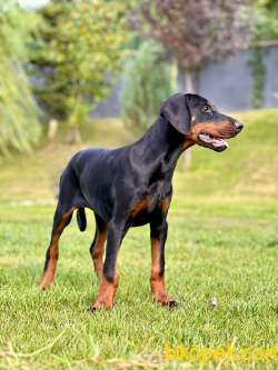 FULL SECERELİ KING DOBERMAN YAVRULARI 2