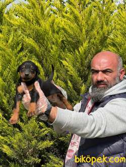 KİNG DOBERMAN YAVRULARI 3