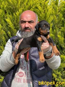 KİNG DOBERMAN YAVRULARI