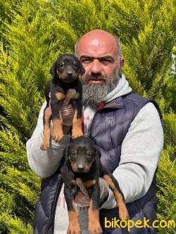 KİNG DOBERMAN YAVRULARI 2