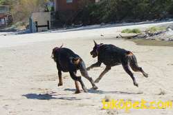 Ruhsatlı Köpek Çiftliğinden Doberman Yavruları 2
