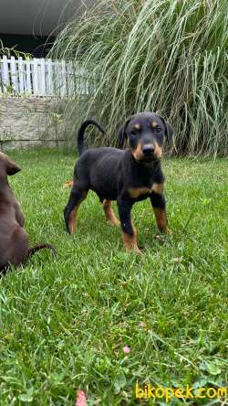 Ruhsatlı Köpek Çiftliğinden Doberman Yavruları