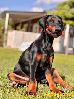 Ruhsatlı Köpek Çiftliğinden Doberman Yavruları 3