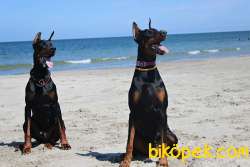 Ruhsatlı Köpek Çiftliğinden Doberman Yavruları