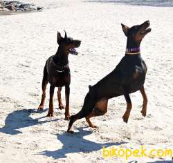 KING DOBERMAN YAVRULARI 3