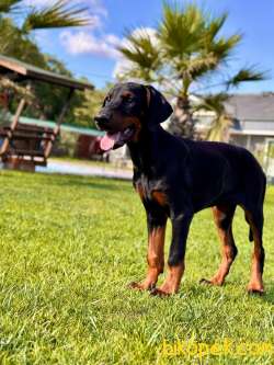 KİNG DOBERMAN YAVRULARI ÇİFTLİKTEN 2