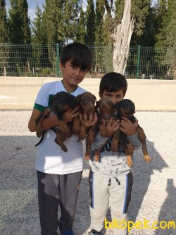 King Doberman Yavrularım Doberman Bizden Sorulur 3