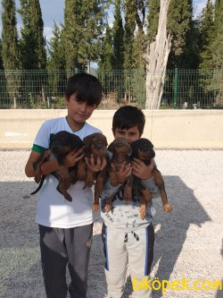 King Doberman Yavrularım Doberman Bizden Sorulur 4