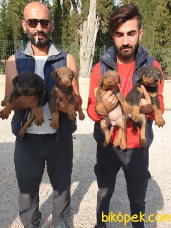 King Doberman Yavrularım Doberman Bizden Sorulur 2