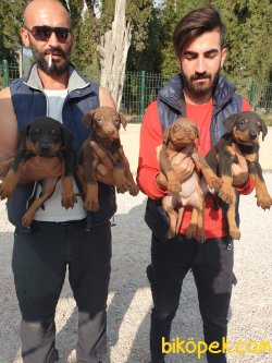 King Doberman Yavrularım Doberman Bizden Sorulur 5