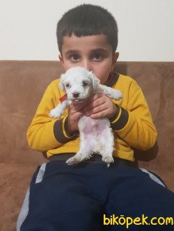 King Doberman Yavrularım Doberman Bizden Sorulur 2