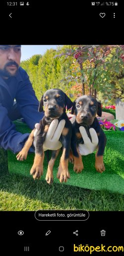 King Doberman Yavrularım Doberman Bizden Sorulur 1