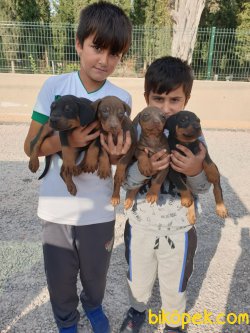 King Doberman Yavrularım Doberman Bizden Sorulur 2