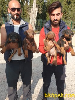 King Doberman Yavrularım Doberman Bizden Sorulur 4