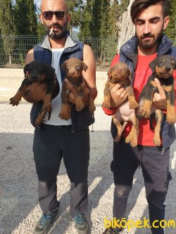 King Doberman Yavrularım Doberman Bizden Sorulur 5