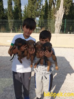 King Doberman Yavrularım Doberman Bizden Sorulur 1