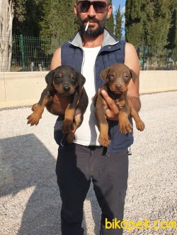 King Doberman Yavrularım Doberman Bizden Sorulur 3