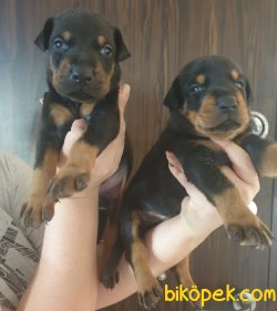 King Doberman Yavrularım Doberman Bizden Sorulur 4