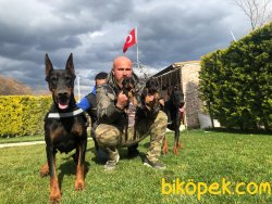 King Doberman Yavrularım Doberman Bizden Sorulur 1