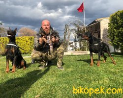 King Doberman Yavrularım Doberman Bizden Sorulur 5