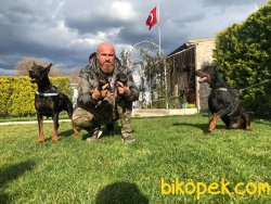 King Doberman Yavrularım Doberman Bizden Sorulur 3