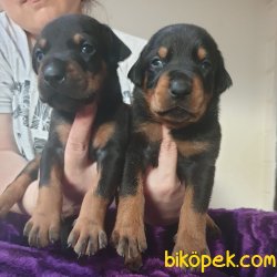 King Doberman Yavrularım Doberman Bizden Sorulur 2
