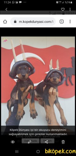 King Doberman Yavrularım Doberman Bizden Sorulur 2