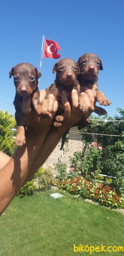 King Doberman Yavrularım Doberman Bizden Sorulur 1