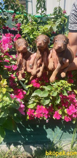 King Doberman Yavrularım Doberman Bizden Sorulur 3