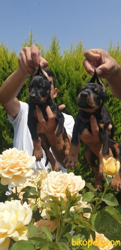 King Doberman Yavrularım Doberman Bizden Sorulur 3