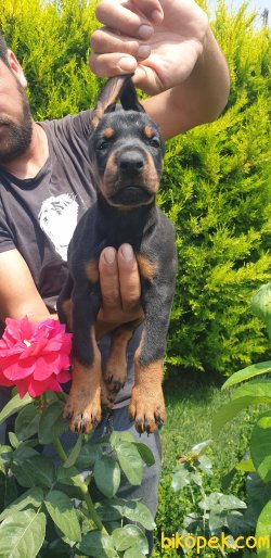 King Doberman Yavrularım Doberman Bizden Sorulur 4