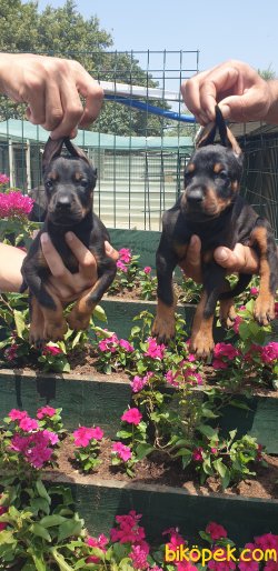 King Doberman Yavrularım Doberman Bizden Sorulur 5