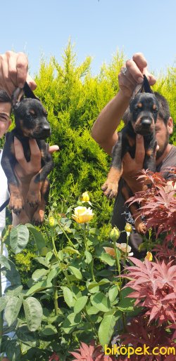 King Doberman Yavrularım Doberman Bizden Sorulur 2