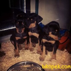 Kıng Doberman Yavrularımız 3