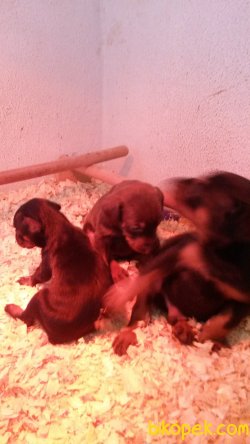 Kıng Doberman Yavrularımız 2