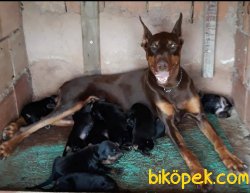 Kıng Doberman Yavrularımız 1
