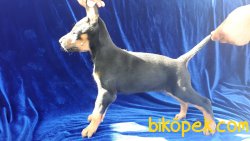 King Doberman Yavrularımız 2