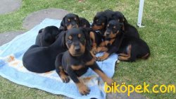 King Doberman Yavrularımız 1