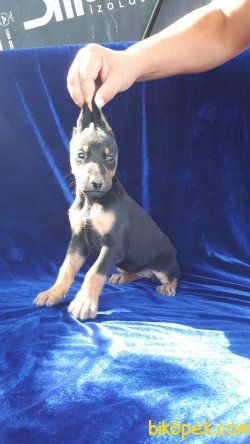 King Doberman Yavrularımız 3