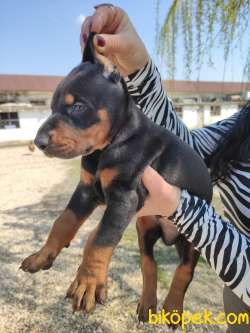 KING DOBERMAN YAVRULARIMIZ 2