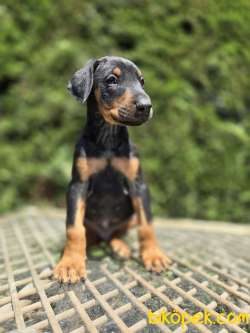 King Doberman Yavrularımız Sizlerle