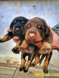 King Safkan Doberman Yavrular 2